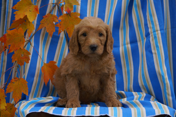 F1B Labradoodle For Sale Millersburg, OH Male- Caleb