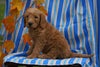 F1B Labradoodle For Sale Millersburg, OH Male- Caleb