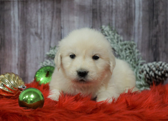 AKC Registered English Cream Golden Retriever For Sale Fredericksburg, OH Male- Donner