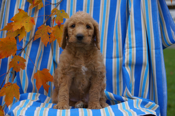 F1B Labradoodle For Sale Millersburg, OH Male- Cain