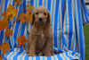 F1B Labradoodle For Sale Millersburg, OH Male- Cain