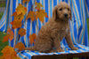 F1B Labradoodle For Sale Millersburg, OH Male- Cain