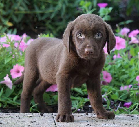 AKC Registered Labrador Retriever For Sale Sugarcreek, OH Female- Paige