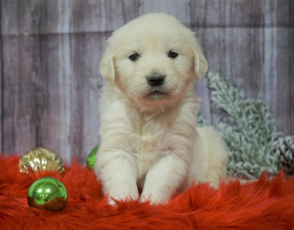 AKC Registered English Cream Golden Retriever For Sale Fredericksburg, OH Male- Blitzen