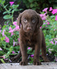 AKC Registered Labrador Retriever For Sale Sugarcreek, OH Female- Paige