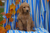 F1B Labradoodle For Sale Millersburg, OH Male- Calvin