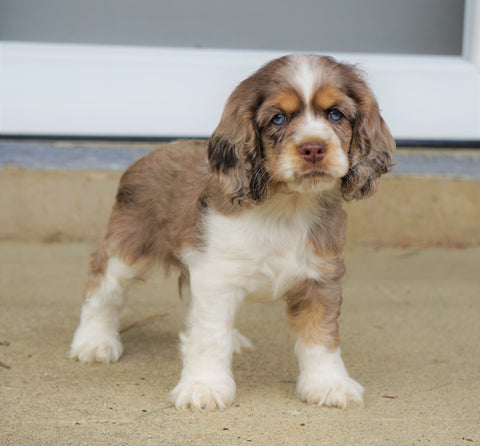 AKC Registered Cocker Spaniel For Sale Wooster, OH Male- Buddy