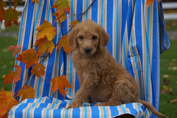 F1B Labradoodle For Sale Millersburg, OH Male- Calvin