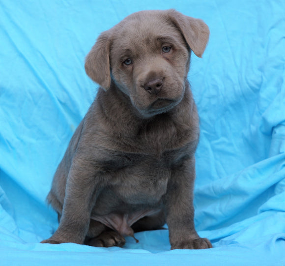 AKC Registered Silver Labrador Retriever For Sale Millersburg, OH Male- Duke