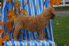 F1B Labradoodle For Sale Millersburg, OH Male- Calvin