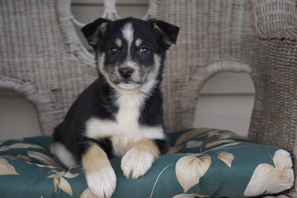 Miniature Australian Shepherd Mix For Sale Holmesville, OH Male- Tucker