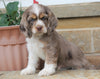 AKC Registered Cocker Spaniel For Sale Wooster, OH Male- Buddy