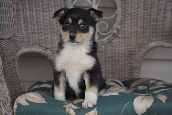 Miniature Australian Shepherd Mix For Sale Holmesville, OH Female- Abby