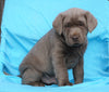 AKC Registered Silver Labrador Retriever For Sale Millersburg, OH Male- Elvis