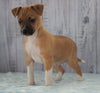 Toy Fox Terrier Mix For Sale Apple Creek, OH Male- Buster