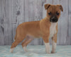 Toy Fox Terrier Mix For Sale Apple Creek, OH Male- Buster