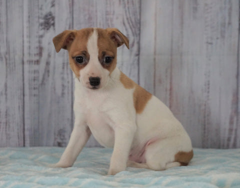 Toy Fox Terrier Mix For Sale Apple Creek, OH Female- Allie