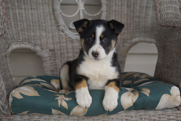 Miniature Australian Shepherd Mix For Sale Holmesville, OH Female- Ava