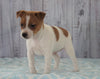 Toy Fox Terrier Mix For Sale Apple Creek, OH Male- Teddy