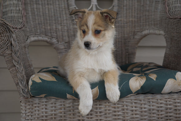 Pomsky Mix For Sale Holmesville, OH Male- Hunter