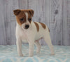 Toy Fox Terrier Mix For Sale Apple Creek, OH Male- Teddy