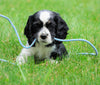 AKC Registered Cocker Spaniel For Sale Wooster, OH Female- Cupcake