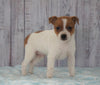 Toy Fox Terrier Mix For Sale Apple Creek, OH Male- Teddy