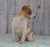 Toy Fox Terrier Mix For Sale Apple Creek, OH Male- Benji