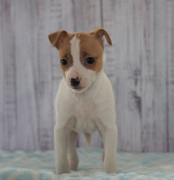 Toy Fox Terrier Mix For Sale Apple Creek, OH Male- Benji