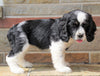 AKC Registered Cocker Spaniel For Sale Wooster, OH Female- Cupcake