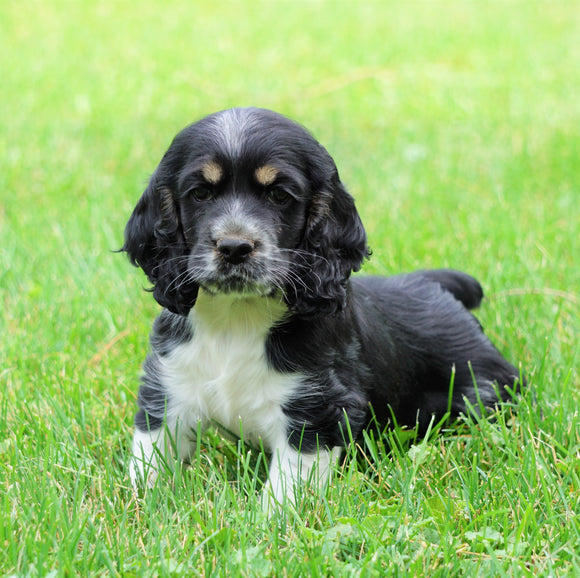 AKC Registered Cocker Spaniel For Sale Wooster, OH Male- Oreo