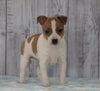 Toy Fox Terrier Mix For Sale Apple Creek, OH Male- Peanut