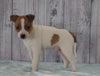 Toy Fox Terrier Mix For Sale Apple Creek, OH Male- Peanut