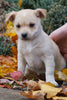 Jack Russel Mix For Sale Fredericksburg, OH Male- Russel