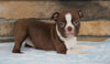 AKC Registered Boston Terrier For Sale Millersburg, OH Female- Sabrina