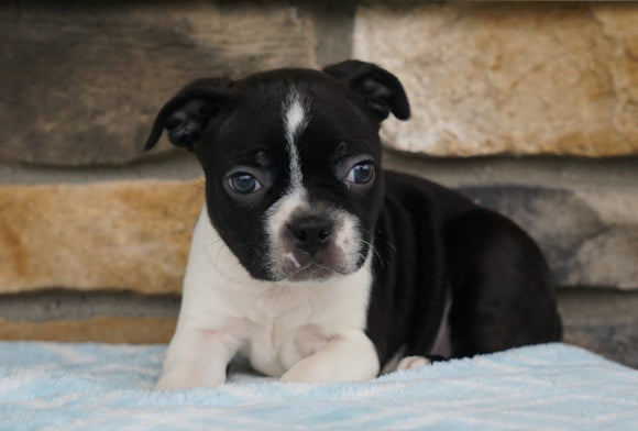 AKC Registered Boston Terrier For Sale Millersburg, OH Male- Mack