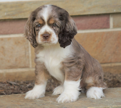 AKC Registered Cocker Spaniel For Sale Wooster, OH Male- Coco
