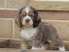 AKC Registered Cocker Spaniel For Sale Wooster, OH Male- Coco