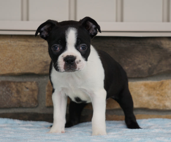 AKC Registered Boston Terrier For Sale Millersburg, OH Female- Katy