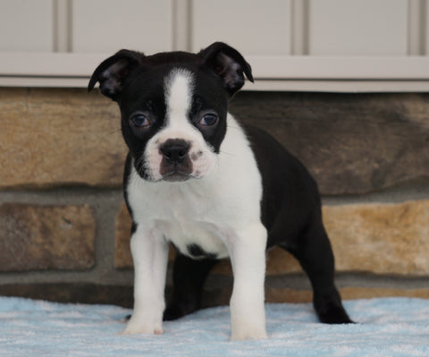 AKC Registered Boston Terrier For Sale Millersburg, OH Female- Katy