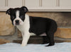 AKC Registered Boston Terrier For Sale Millersburg, OH Female- Katy