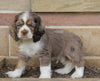 AKC Registered Cocker Spaniel For Sale Wooster, OH Male- Coco