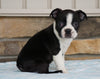 AKC Registered Boston Terrier For Sale Millersburg, OH Female- Katy