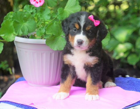 AKC Registered Bernese Mountain Dog For Sale Loudonville, OH Female- Tina