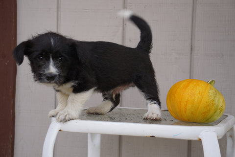 Jack Russel Mix For Sale Fredericksburg, OH Male- Rowdy
