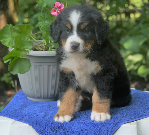 AKC Registered Bernese Mountain Dog For Sale Loudonville, OH Male- Buster