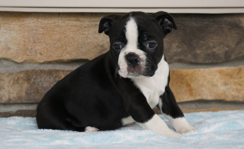 AKC Registered Boston Terrier For Sale Millersburg, OH Female- Bella