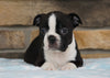 AKC Registered Boston Terrier For Sale Millersburg, OH Female- Bella