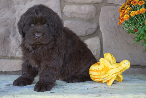 AKC Registered Newfoundland For Sale Dalton, OH Male- Oscar