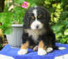 AKC Registered Bernese Mountain Dog For Sale Loudonville, OH Male- Buddy
